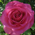 Różowy  - Róża wielkokwiatowa - Hybrid Tea - Lucia Nistler®